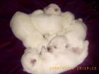 Westhighlandterrier Welpen