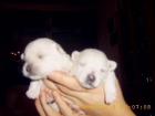 Westhighlandterrier Welpen
